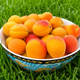 Apricot-Ladakh
