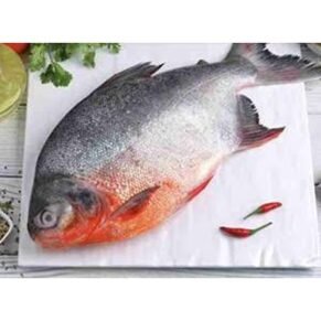 Fish
