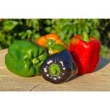 Colored Bell Peppers