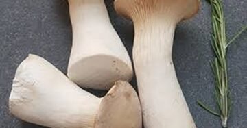 King Oyster Mushrooms