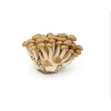 Shimeji Mushrooms
