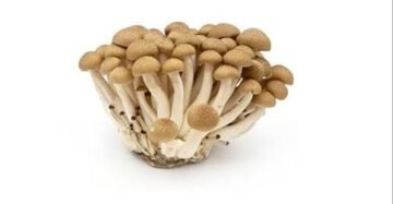 Shimeji Mushrooms