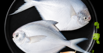 White Pomphret - Medium